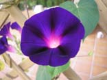 Picture of Morning Glory Flower